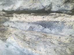 millstreet 11780.jpg